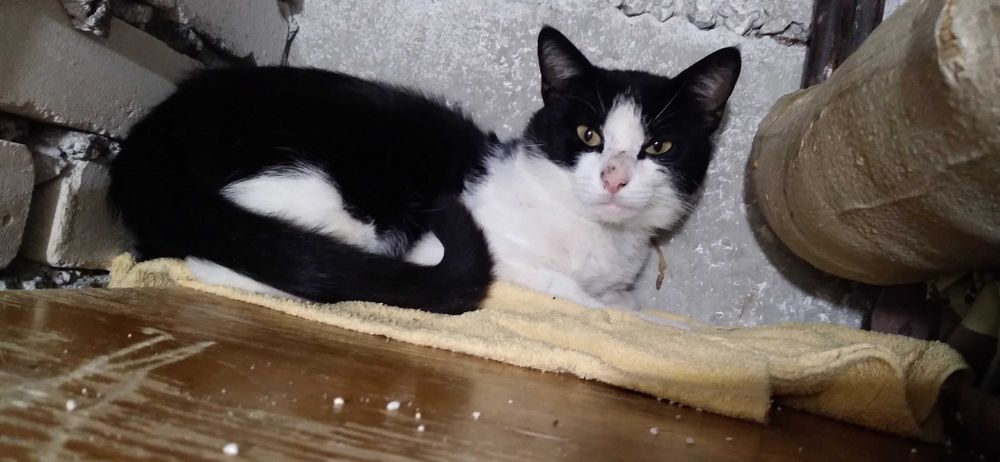 Dom tymczasowy pilnie !!!