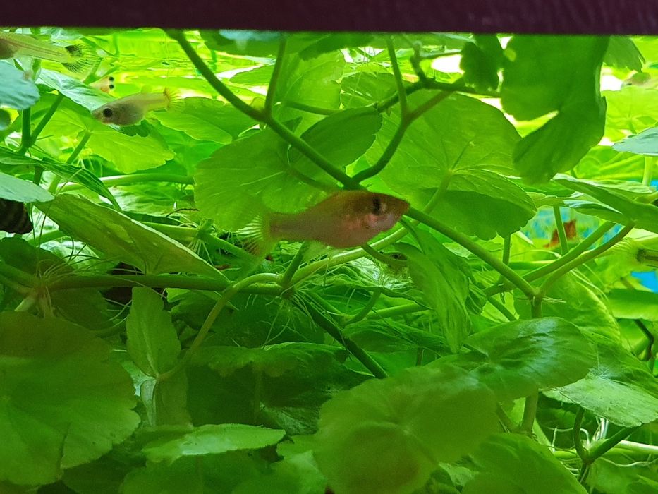 Sprzedam młode molinezja. Slimaki Helenki. Krewetki