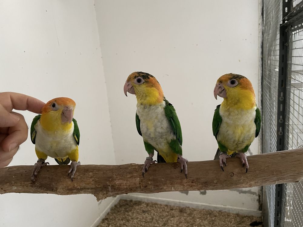 Marianinhas criadas à mão