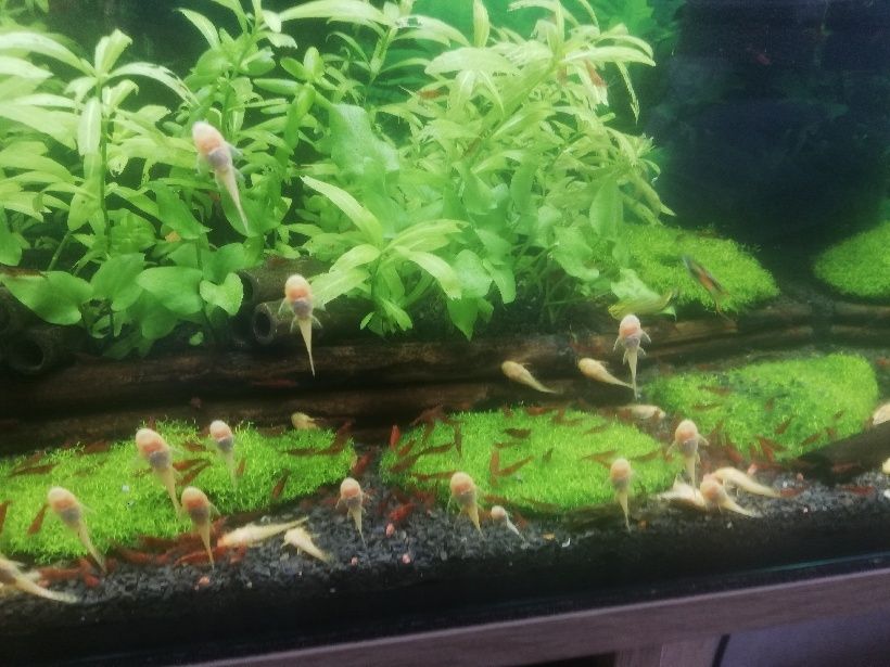 Glonojady  białe I czarne