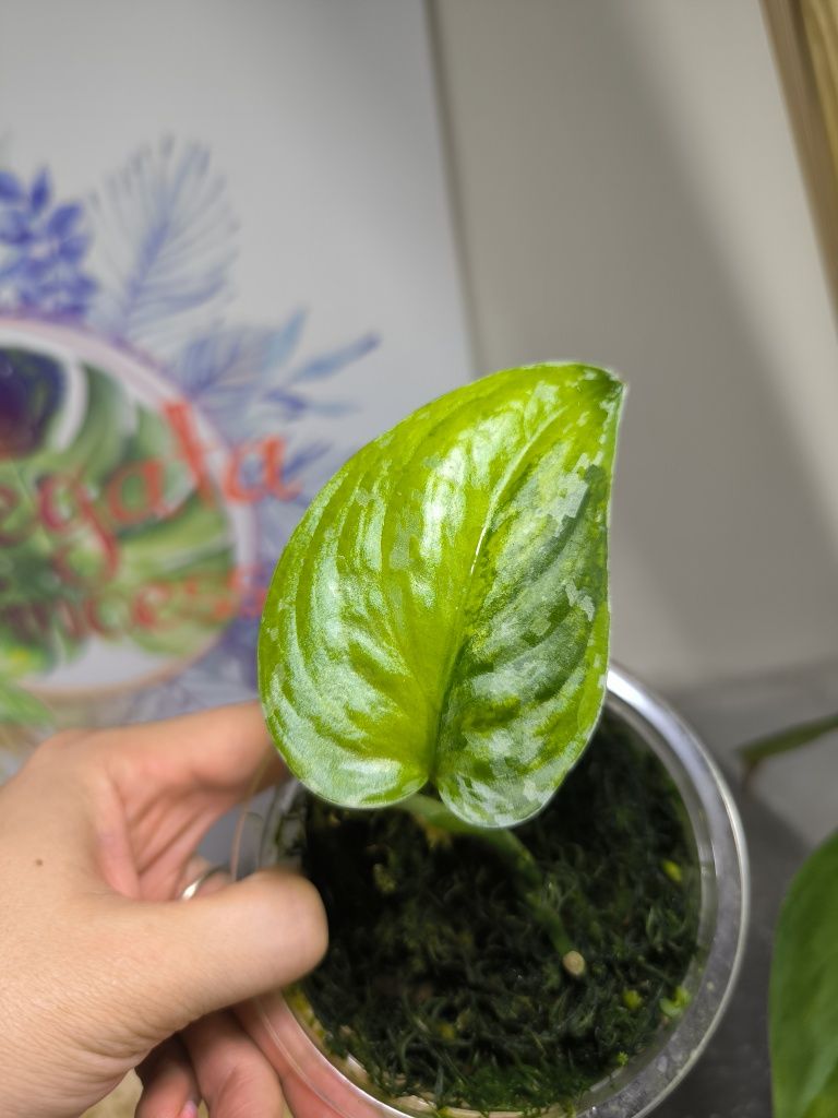 Scyndapsus liść sentarum variegata Indonezja Scindapsus halfmoon