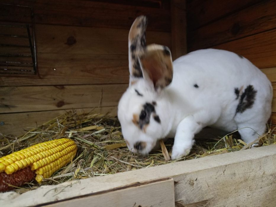 Królik REKS REX samica