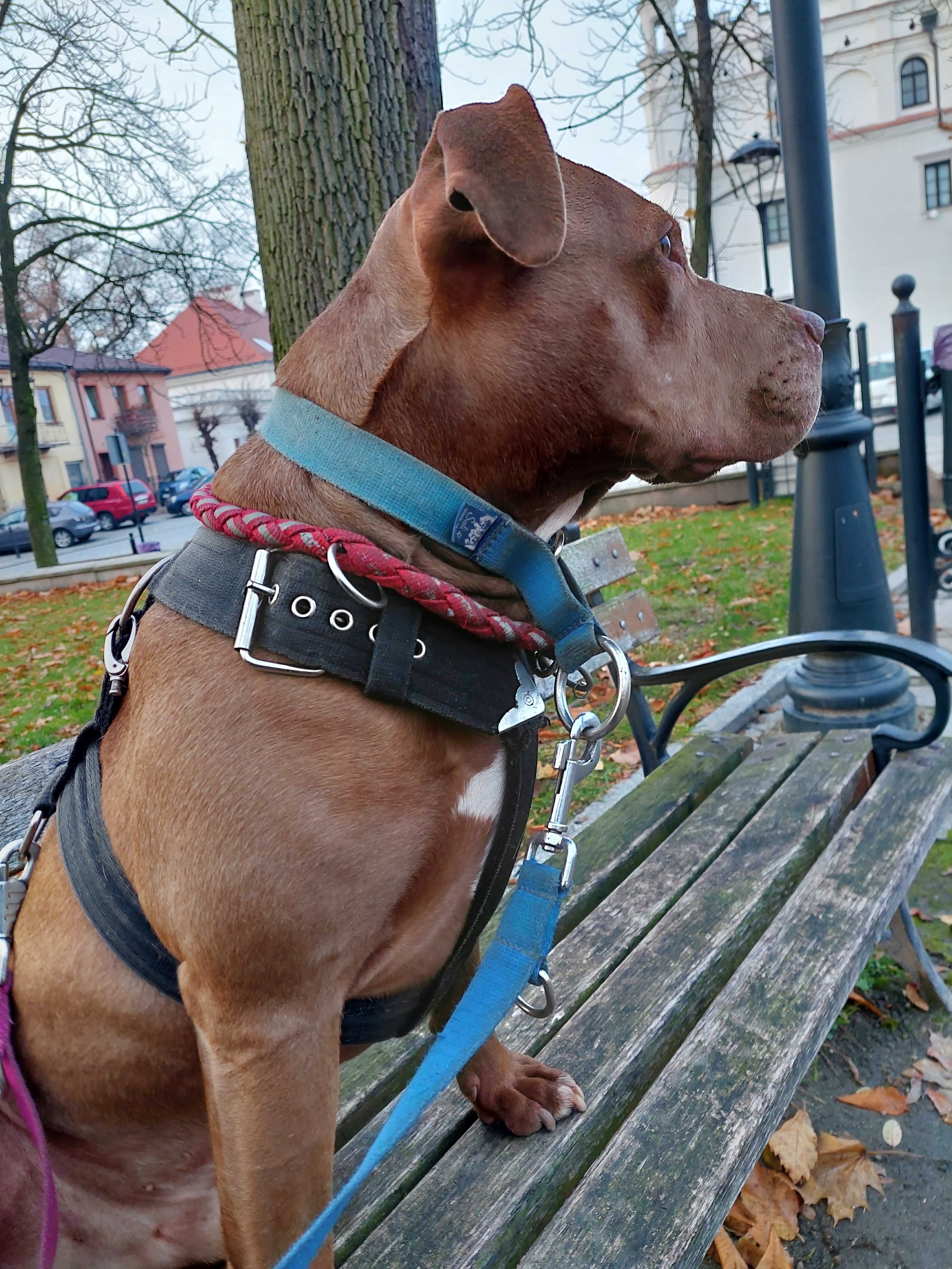 ZIUTEK  w typie pitbull , super pies , ale trzeba go wczesnej poznać