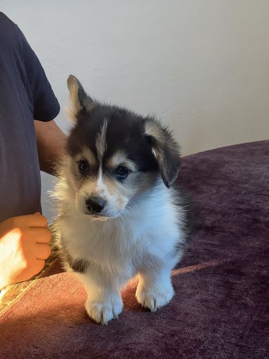 Welsh Corgi Pembroke - piekny trikolorowy piesek FCI z dlugim ogonkiem