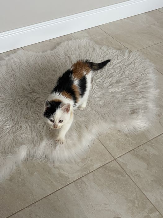 Кошенятко в добрі руки