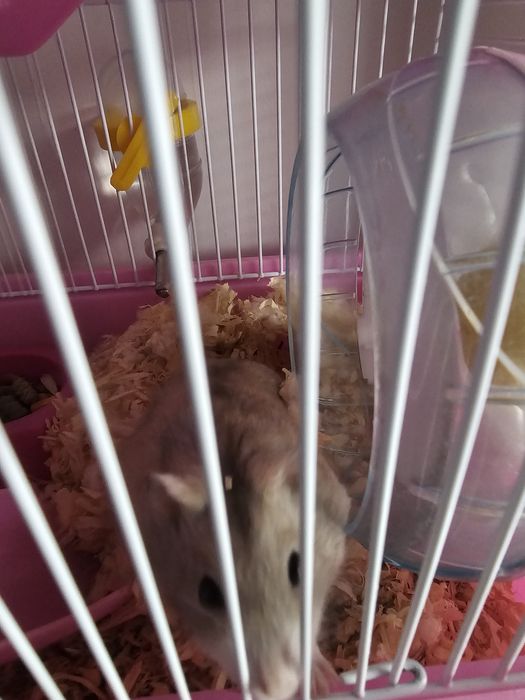 Gaiola de rato hamester