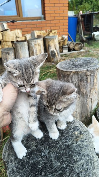 Кошенята в хороші руки