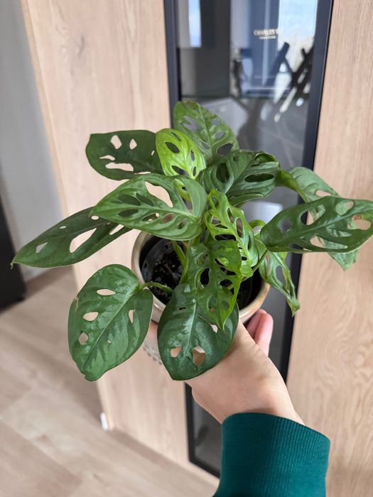 Monstera Adansonii (monkey mask) średnia