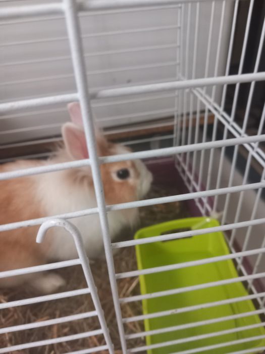 Vendo coelhinha ana com 3 para 4 meses com gaiola