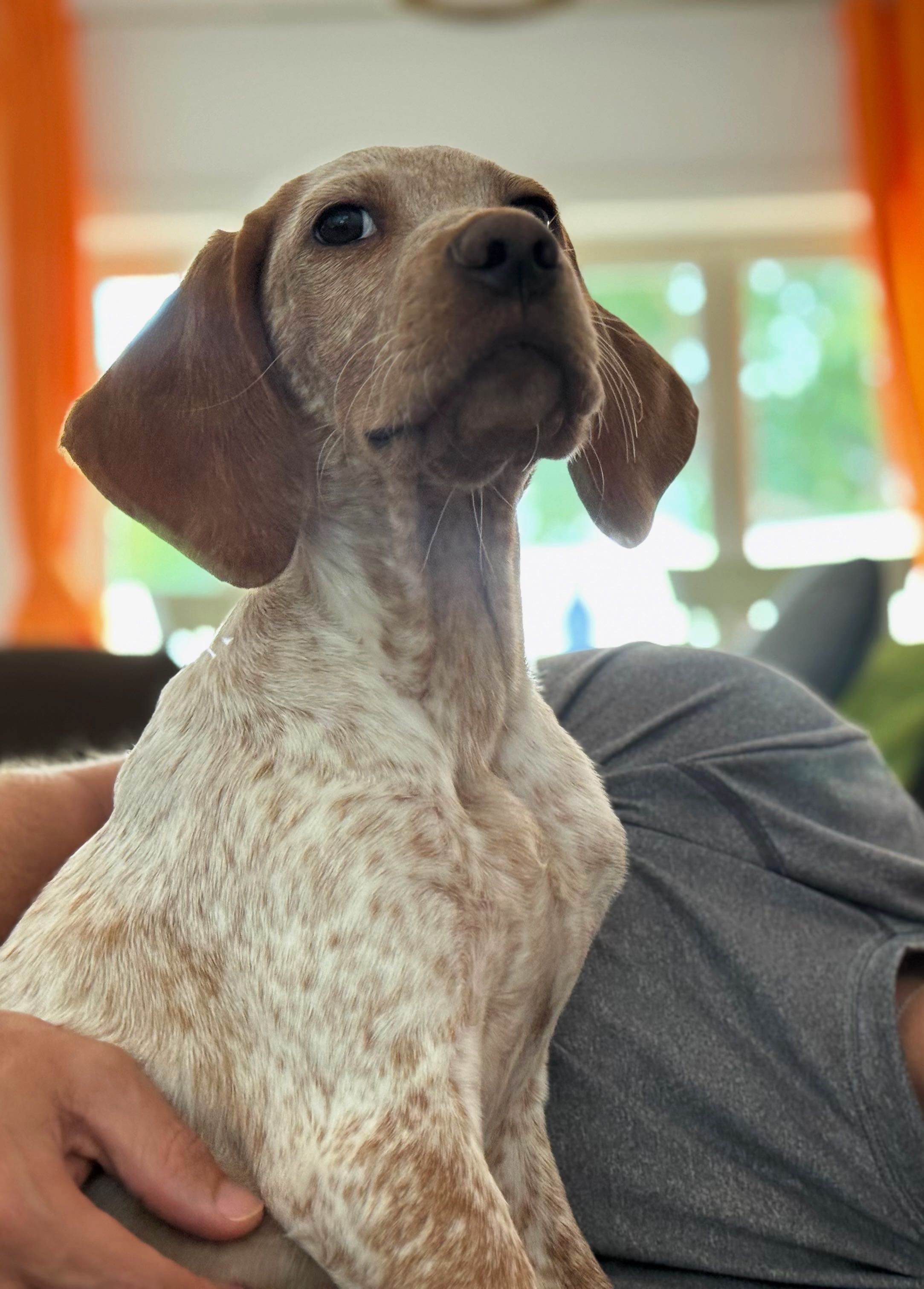 Pequeno Baco X Setter Inglês