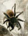 Chromatopelma cyaneopubescens samica 5,5-6DC