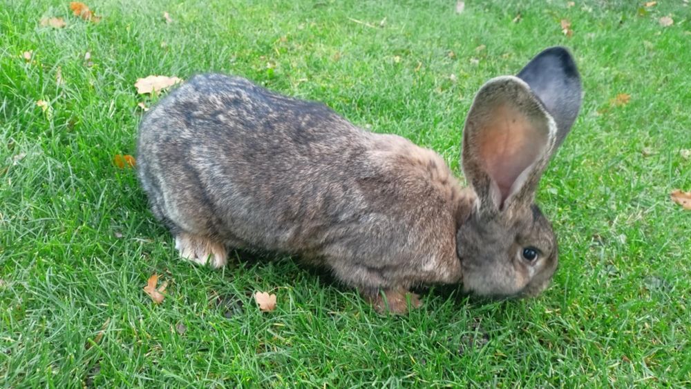 Olbrzym belgijski samice samice