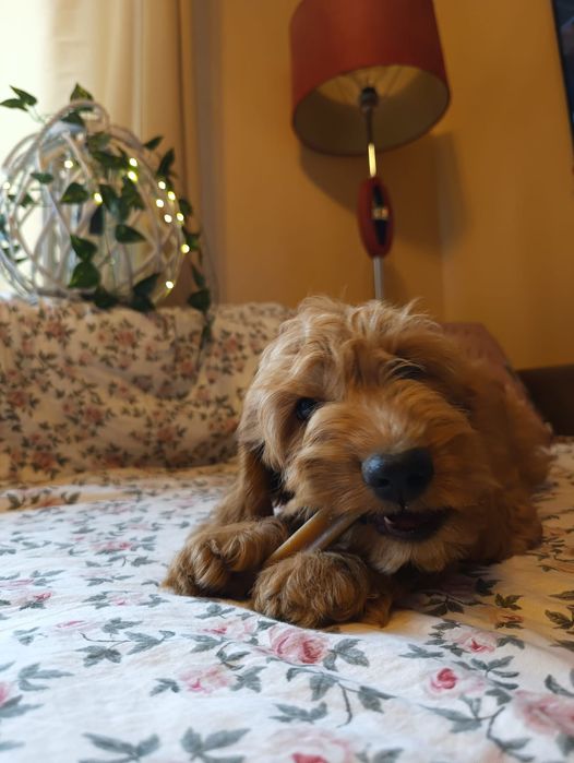 Cockapoo BADANIA piękny i inteligentny chłopiec rodowód wyprawka