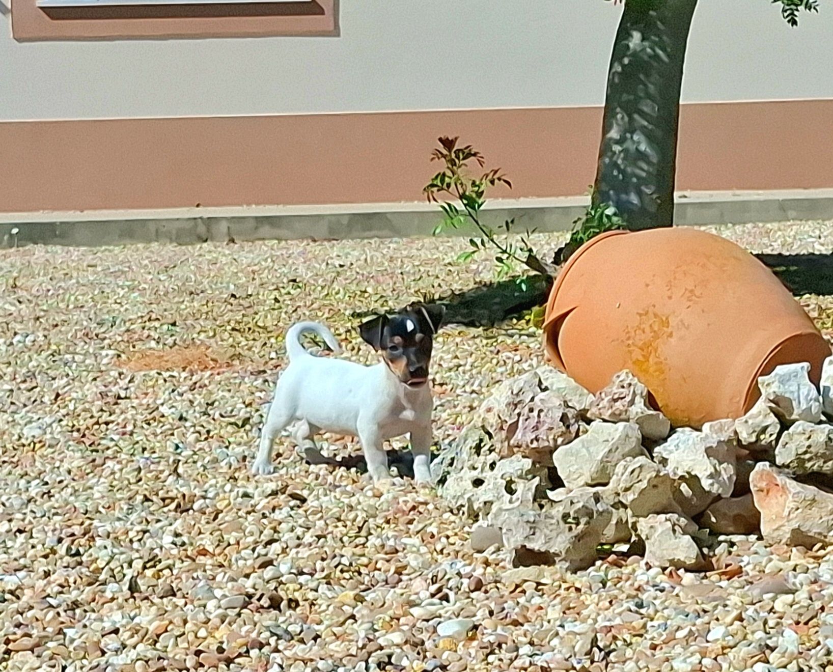 Jack russel de excelente qualidade