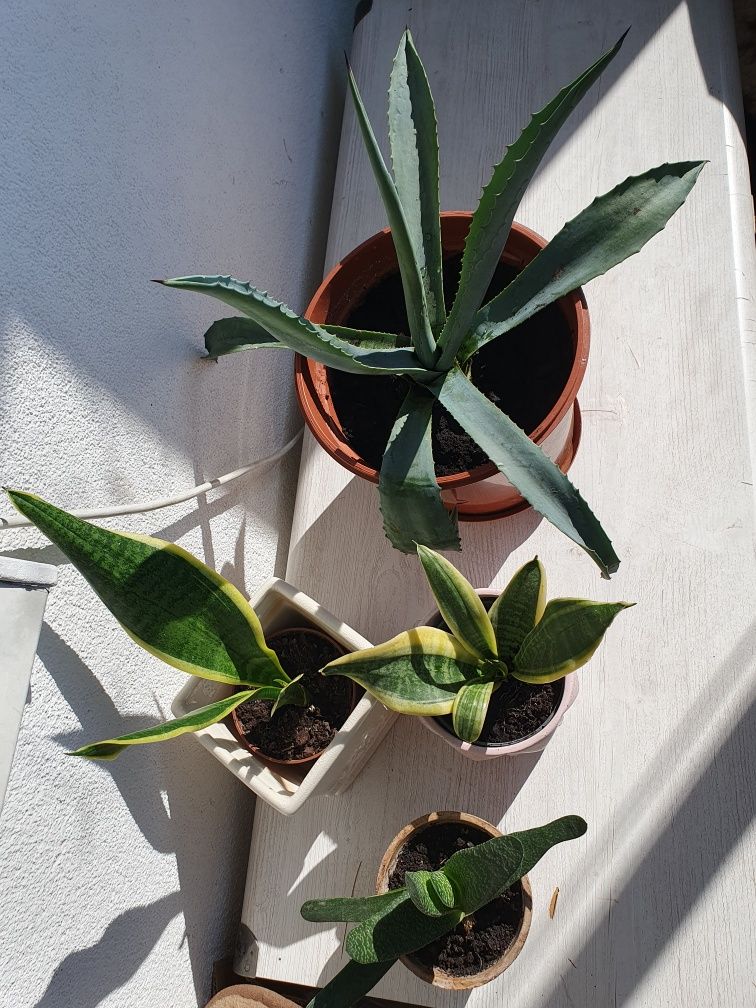 Aloes duże rośliny na balkon lub do domu zestaw
