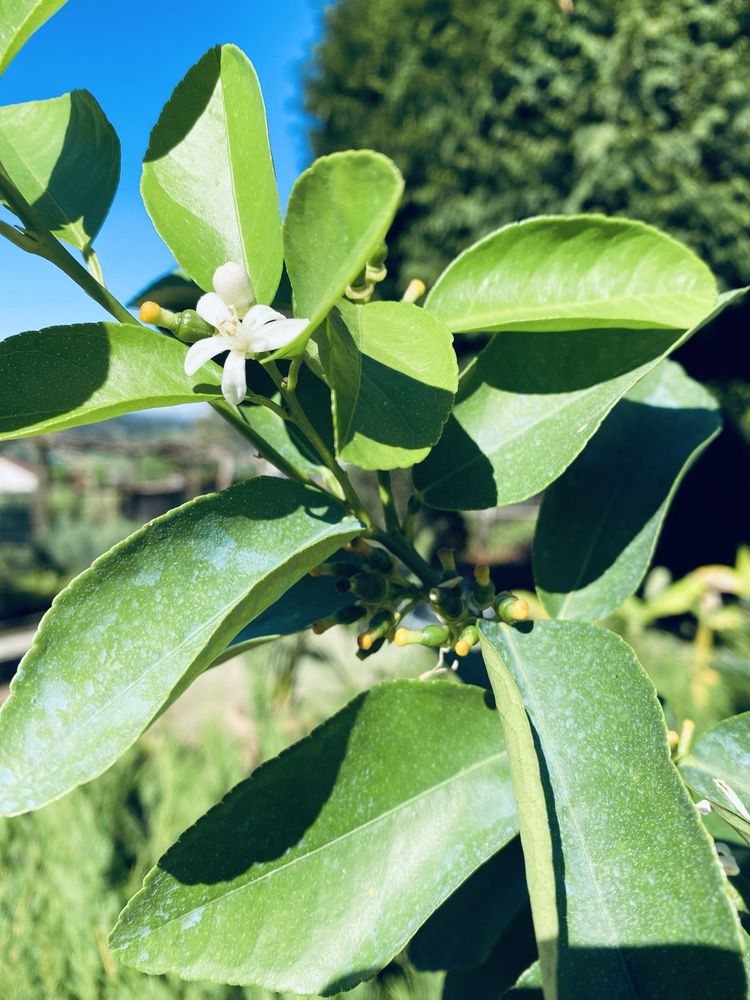 Limas ja com fruto ULTIMAS UNIDADES