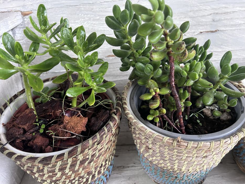 Suculentas  diversas com vaso externo decorativo