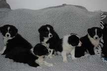 Pies Border collie