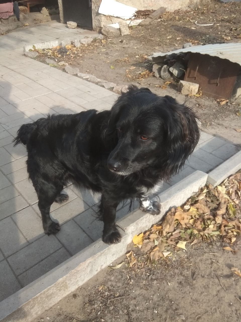 Отдам в хорошие руки