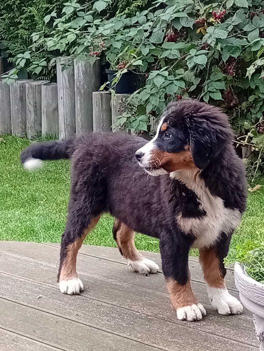 Szczenię Berneński pies pasterski do odbioru sunia