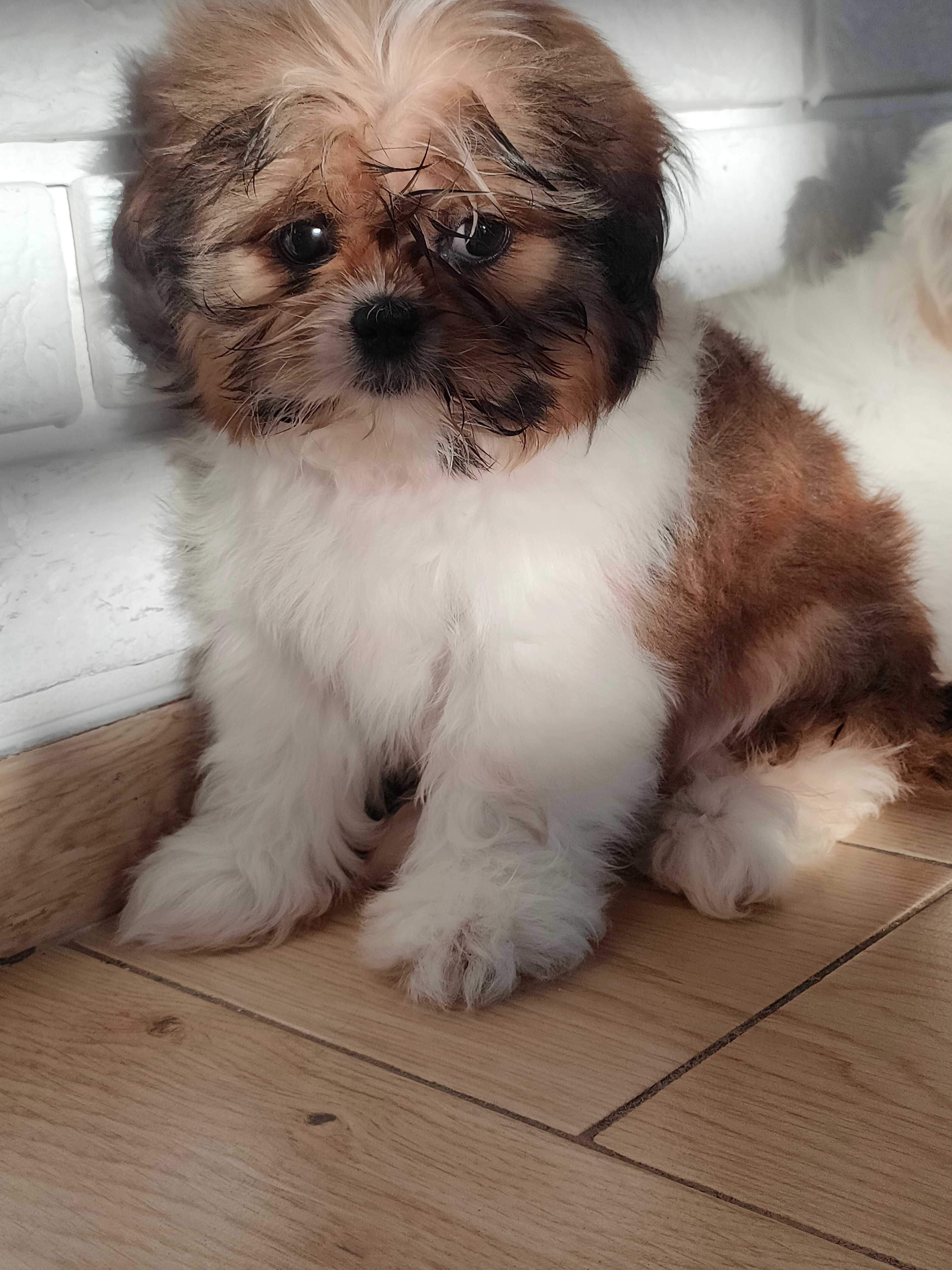 Śliczny shih tzu szuka kochającego domu