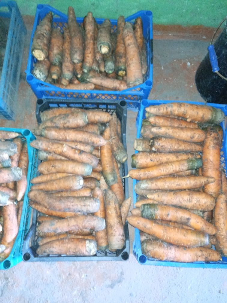 Продам морковь опт роздріб