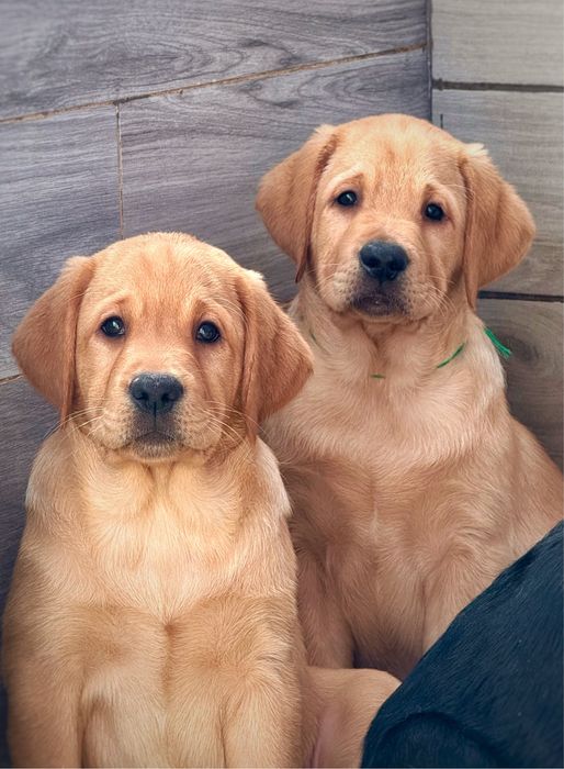 Цуценята породи лабрадор ретрівер, 2 міс.