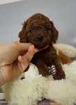 Pudel toy - suczka red brown