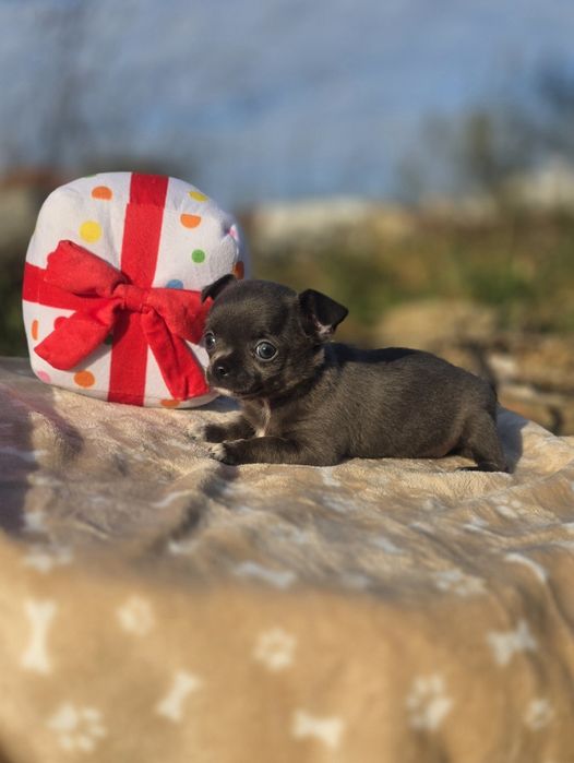 Chihuahua Fêmea Cinza Pêlo Curto