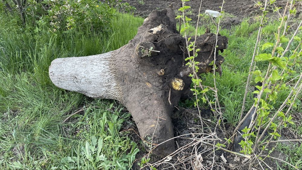 Корінь грецького горіха, свіжий 15-20 років