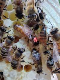 Matki pszczele Buckfast Nieunasienione
