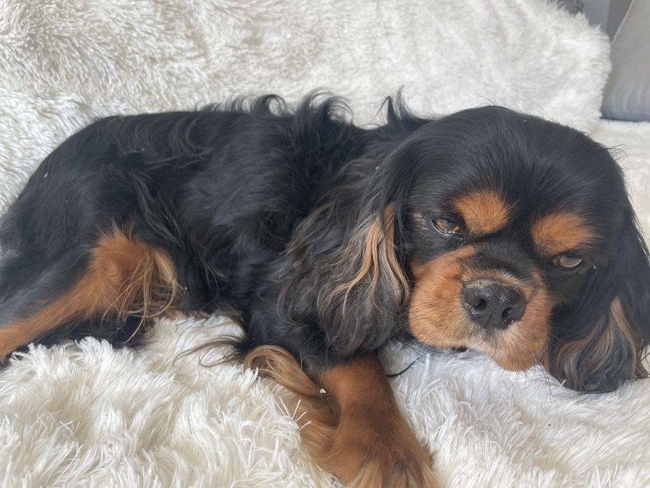 Cavalier Charlie 4-letni pies