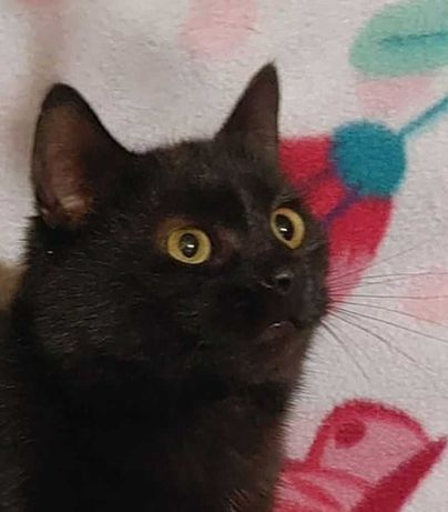 Черный кот Роберт, ласковый мурчун, 6 месяцев