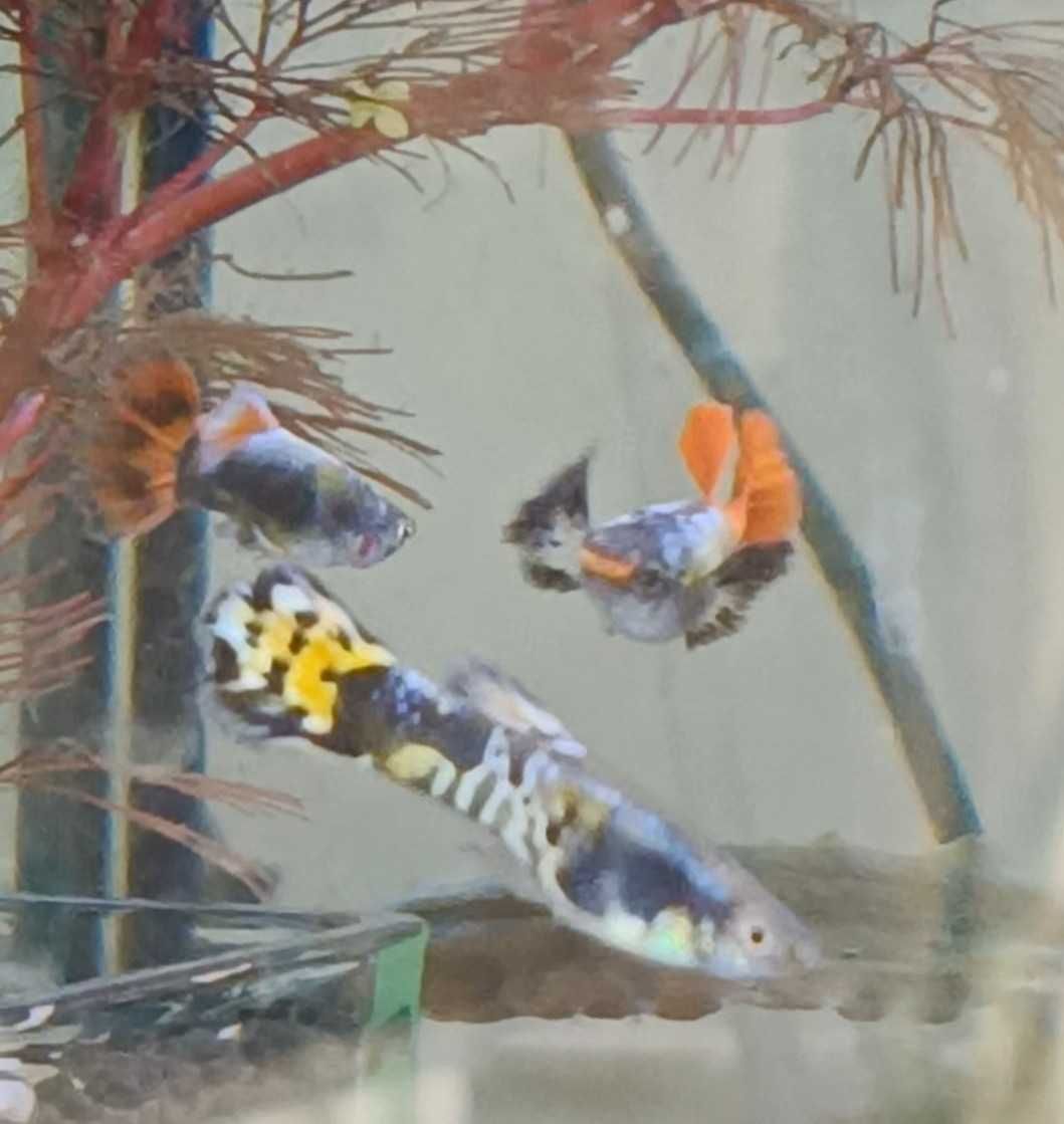 Guppys de linhagem criação própria