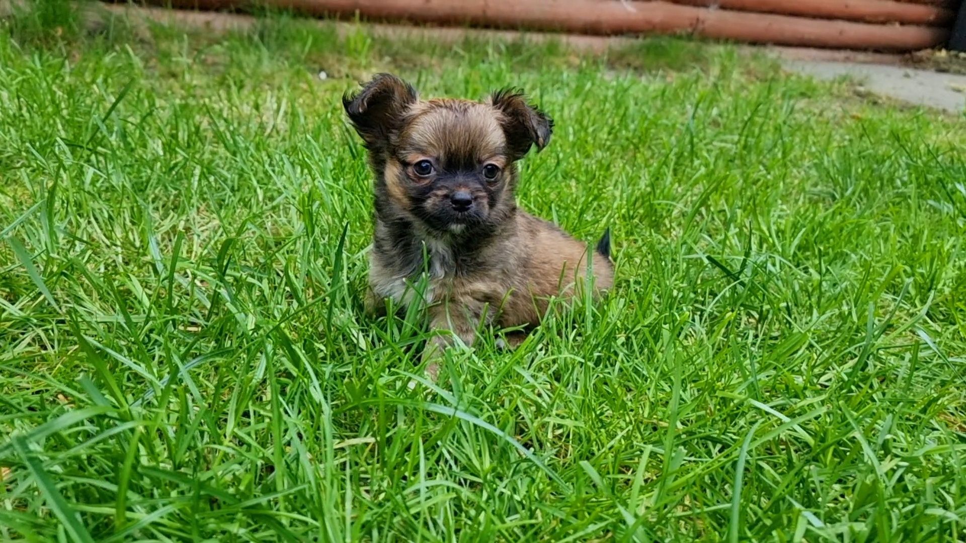 Śliczny beżowy samczyk chihuahua długowłosy