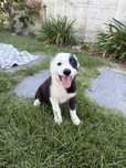 Border Collie Linda !