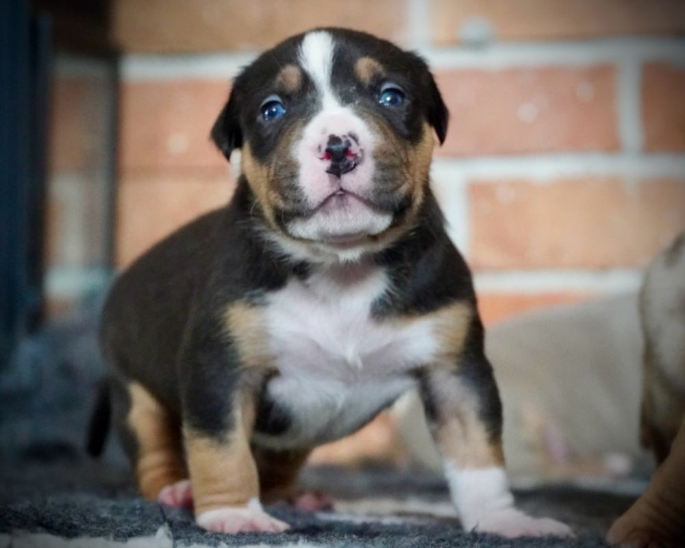 American Bully XL ABKC