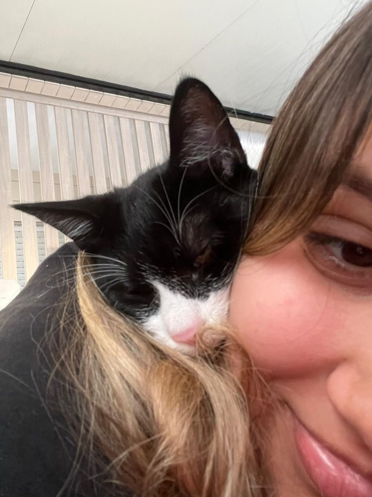 Serviços de petsitting