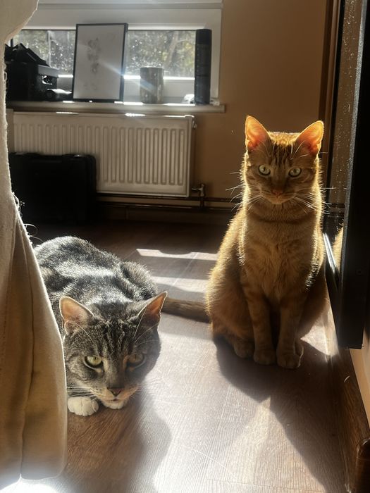 oddam dwa koty do kochajacego domu