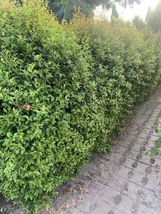 Eugénias Newport — Sebe perfeita para o seu jardim.