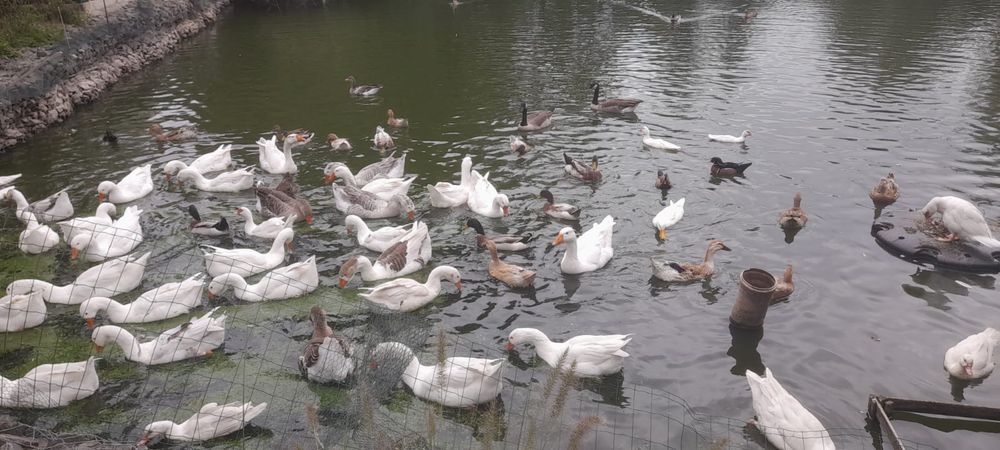 Sprzedam Gęsi/ Kaczki