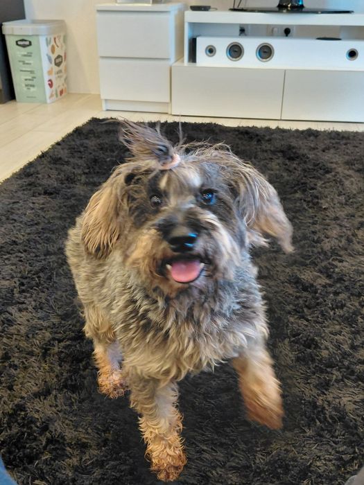 Sal- cão de porte pequeno para adoção responsável (8kg)