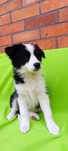 Border collie szczeniak suka