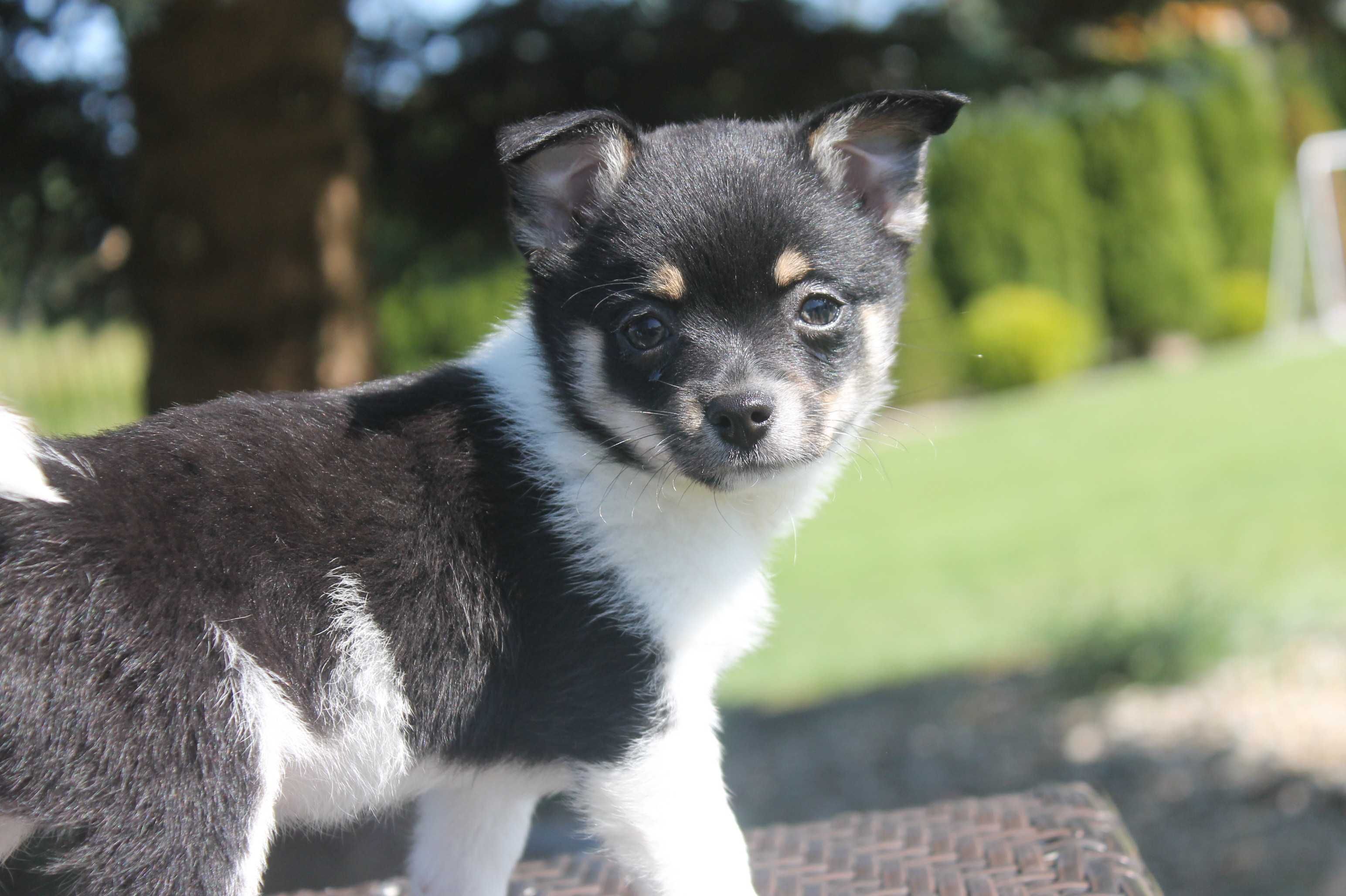 Chihuahua śliczny piesek - już do odbioru
