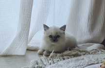 Koteczka Ragdoll     .