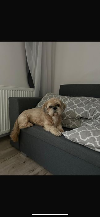 Piesek chętny na krycie, reproduktor