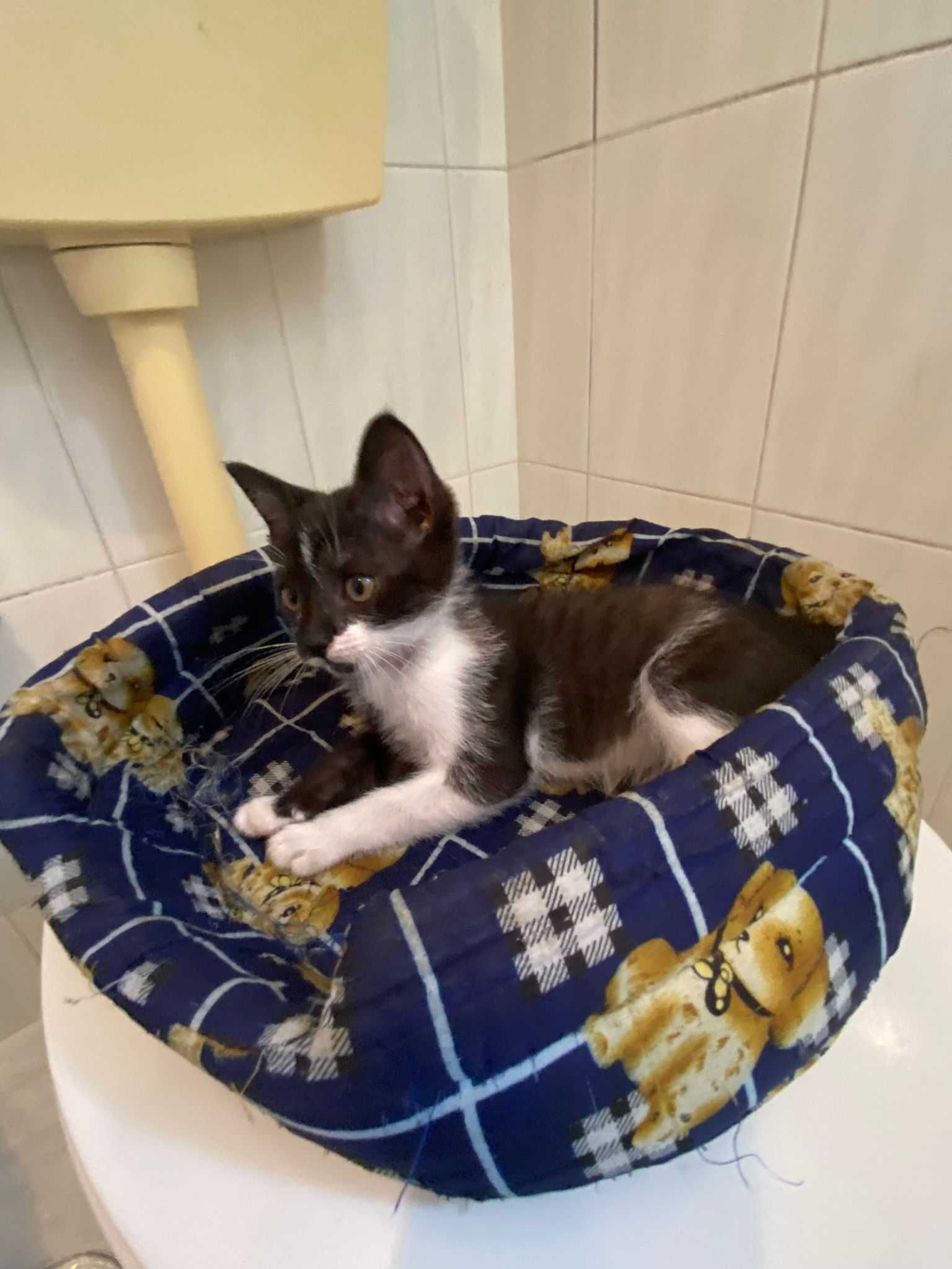 Pulguinha - Para Adopção