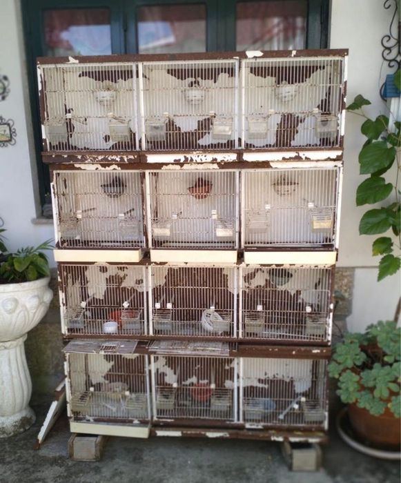 Quatro Gaiolões + Doze Gaiolas De Exposição + Gaiolão De Madeira