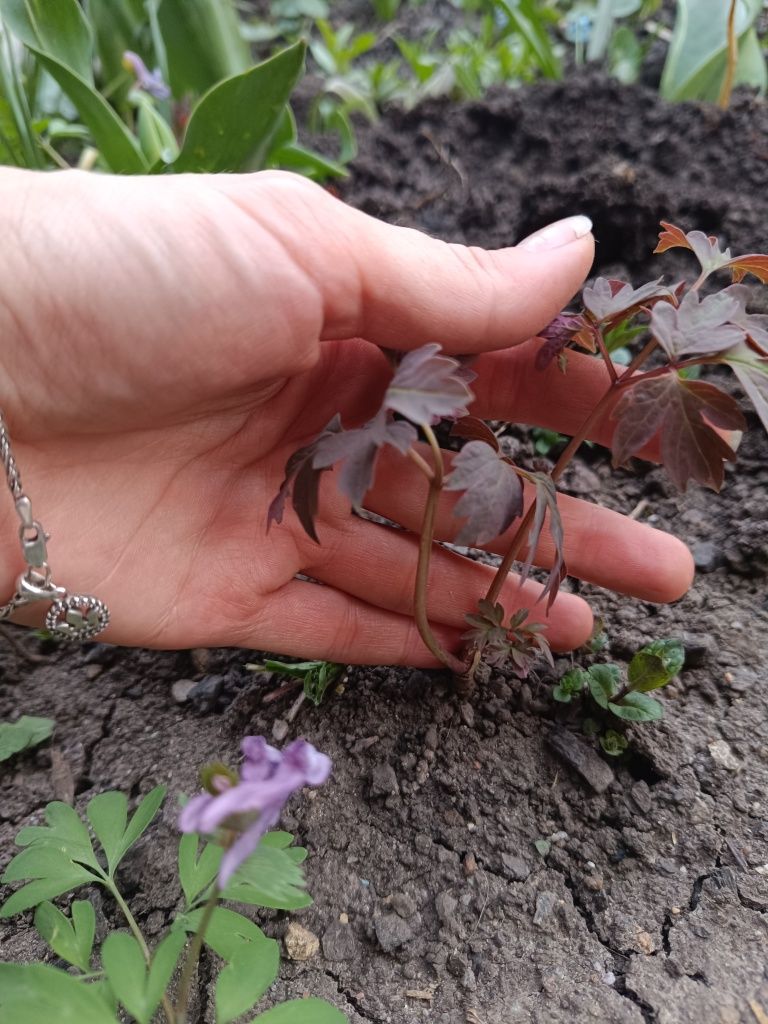 Піон деревовидний саджанці