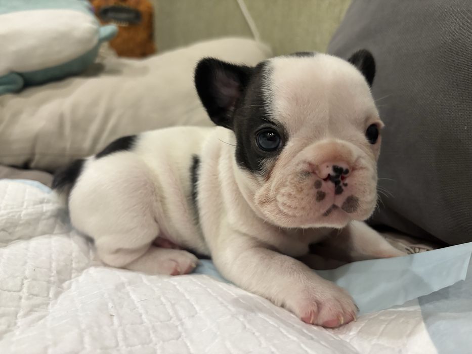 Цуценята французького бульдога